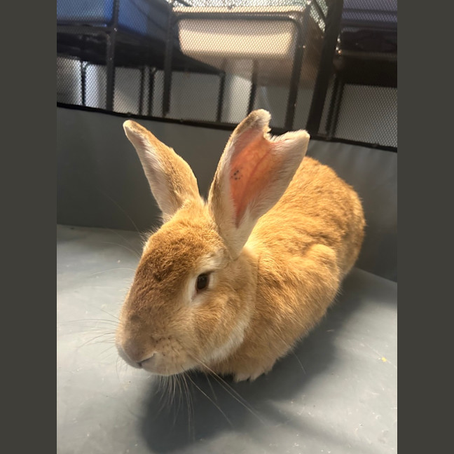 Photo of Caramel