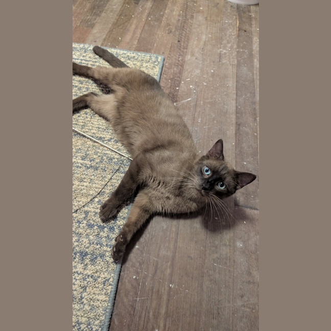 Photo of Shiloh