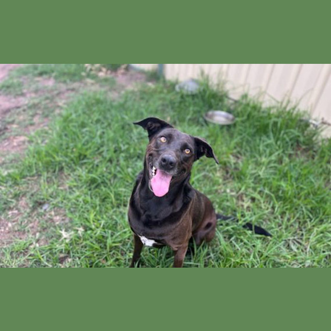 Photo of Blaze