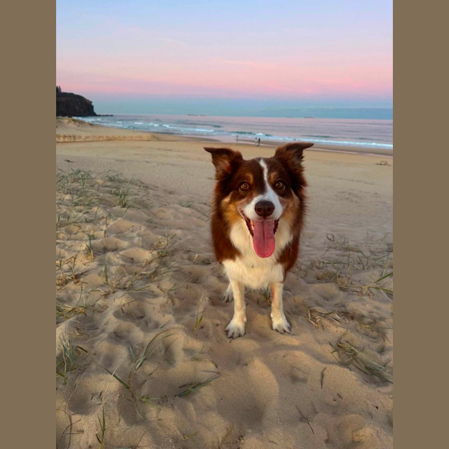 Photo of Whiskey   6 Year Old Border Collie