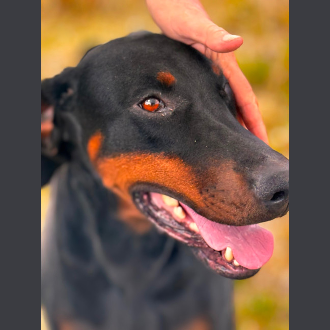 Photo of Ms A Von Dobermann