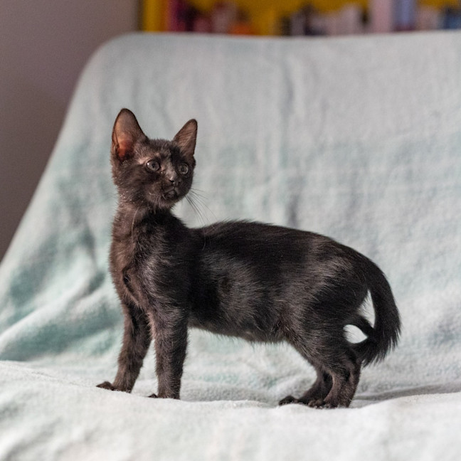 Photo of Fern