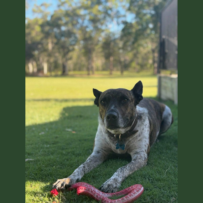 Photo of Koda 