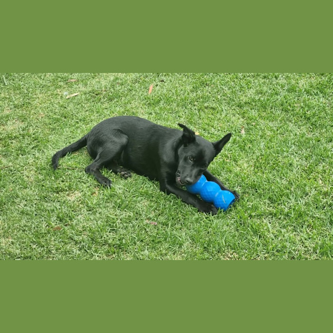 Photo of Rex