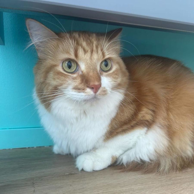 Photo of Leo