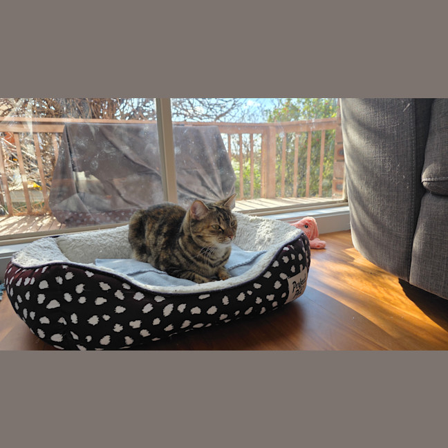 Photo of Cupcake