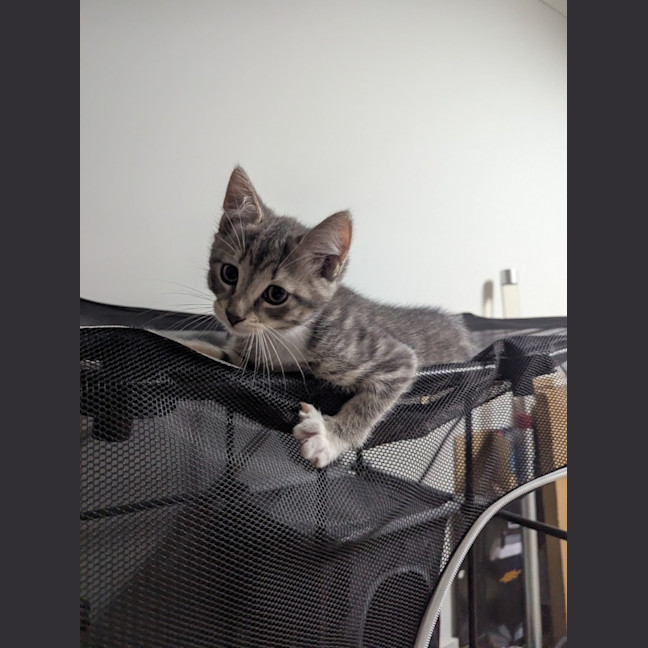 Photo of Mittens Clowder