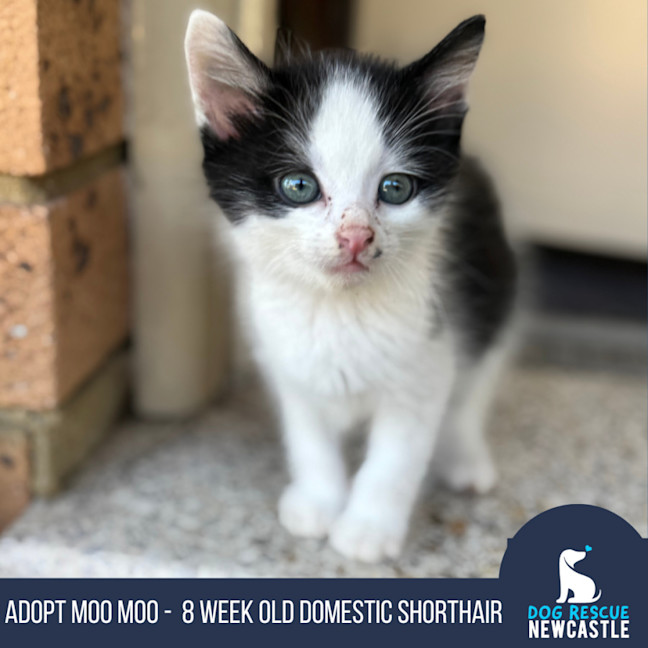 Photo of Moo Moo   8 Week Old Domestic Shorthair