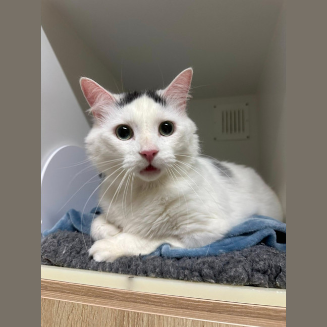 Photo of 😍 Mulley 6716 😍