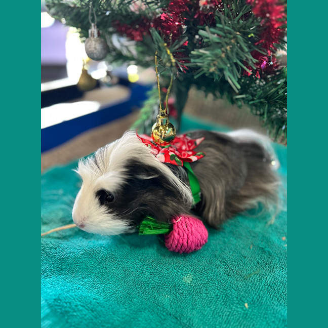 Photo of Clio 