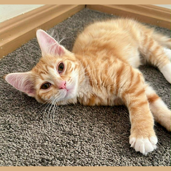 Photo of Tilly Torrens