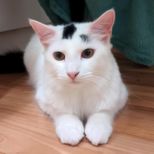 Photo of 11716   Claus