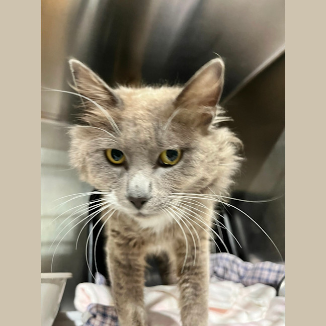 Photo of Meow Ly Cyrus