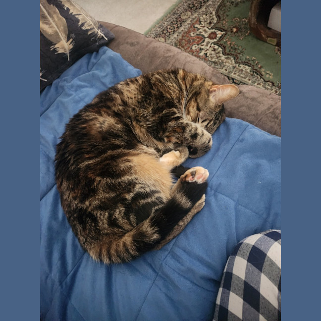 Photo of Twiglet ( Tilly )