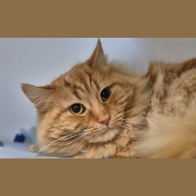 Photo of Cheeto