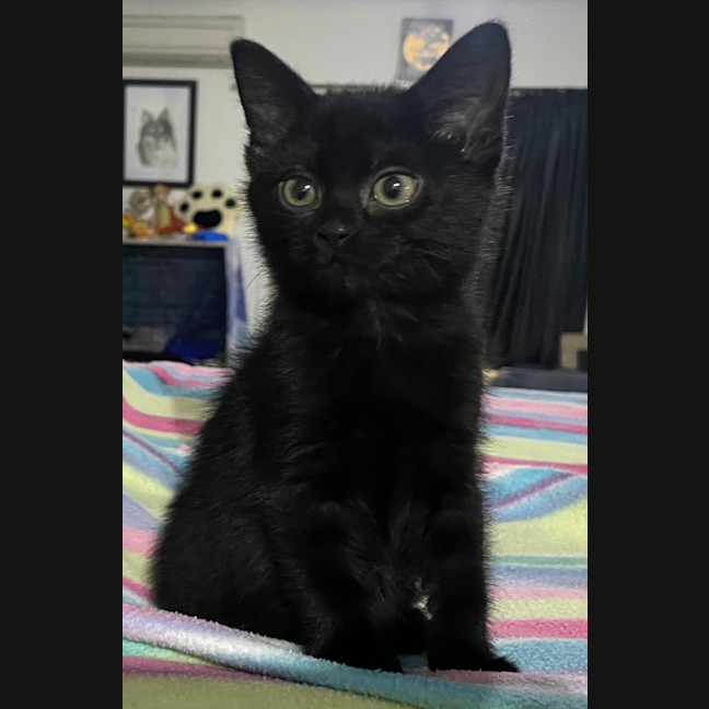 Photo of Toby