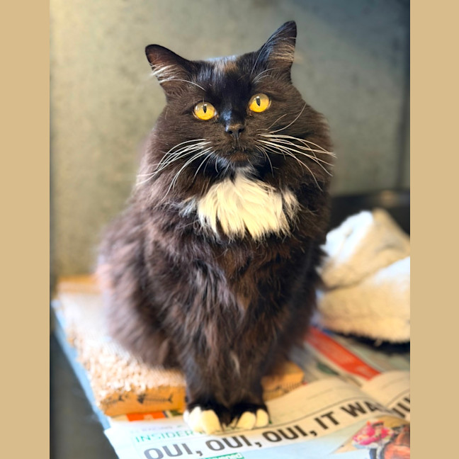 Photo of Kitty 