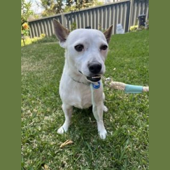 Photo of Stitch