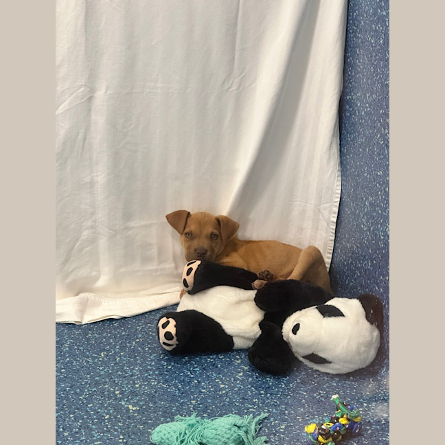 Photo of Loki
