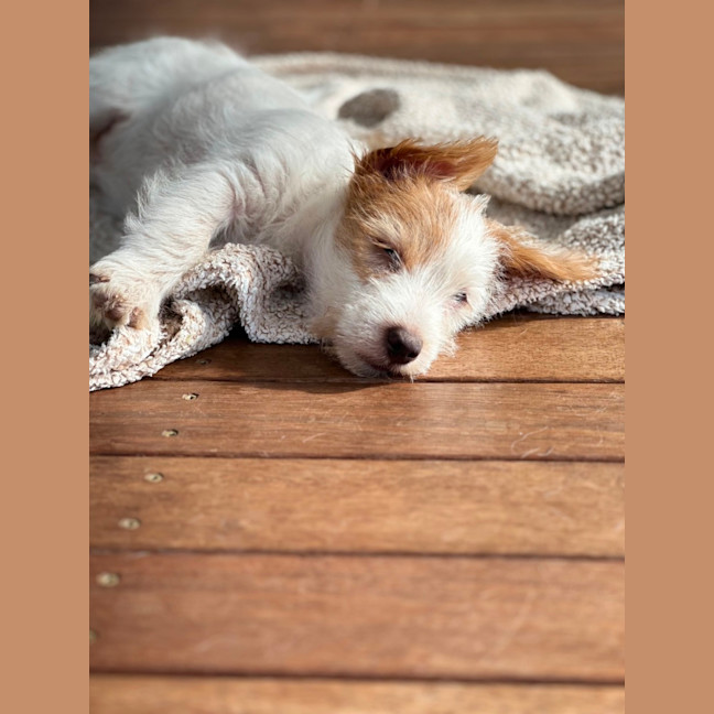 Photo of Archie