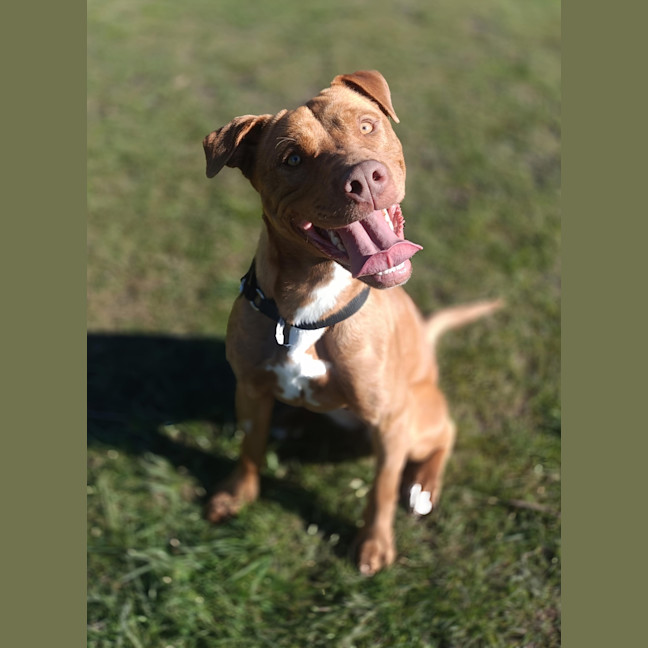 Photo of Shandy