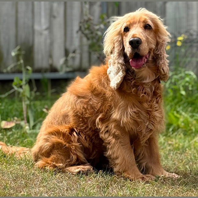 Photo of Goldy