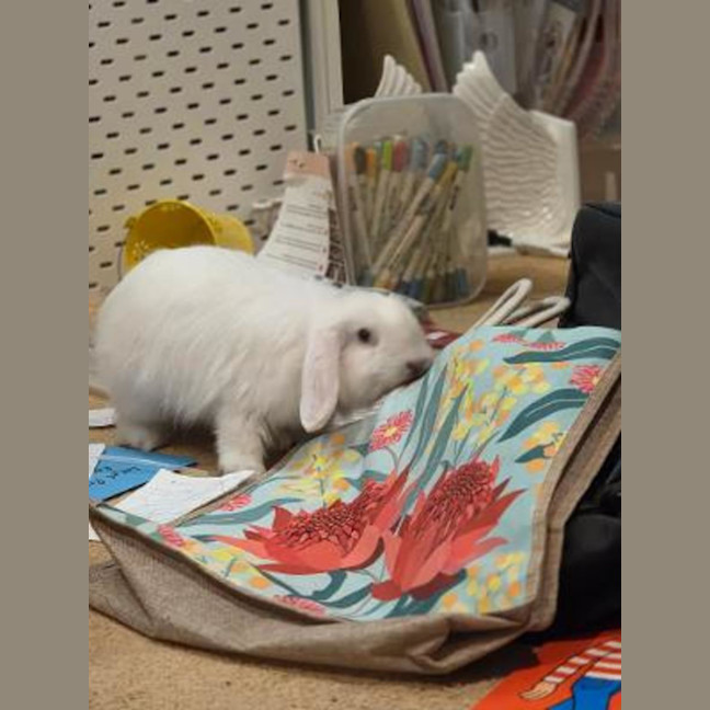 Photo of Flip
