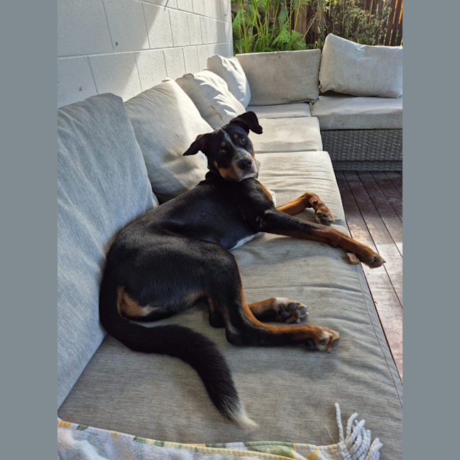 Photo of Basil