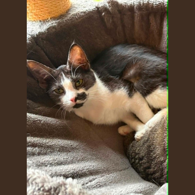 Photo of Comet *9 Lives Project Rescue*