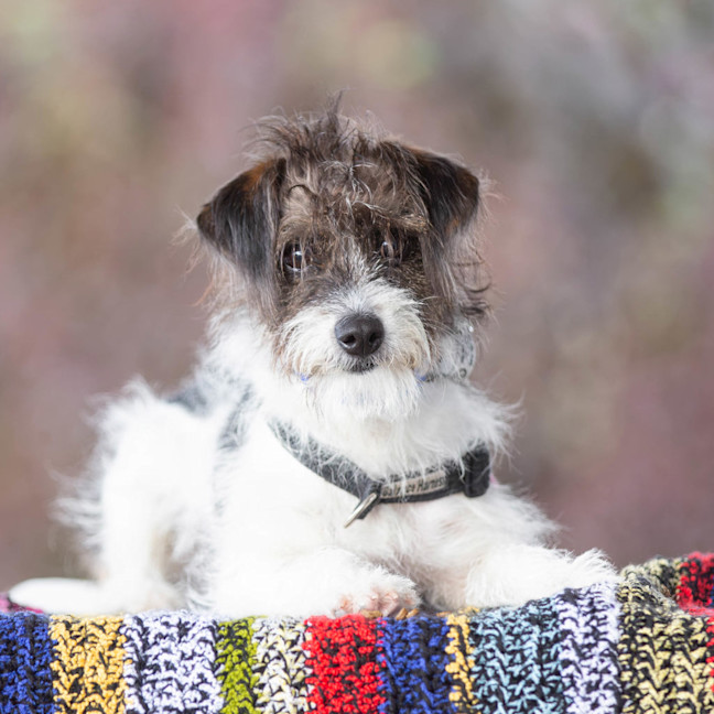 Photo of Benji