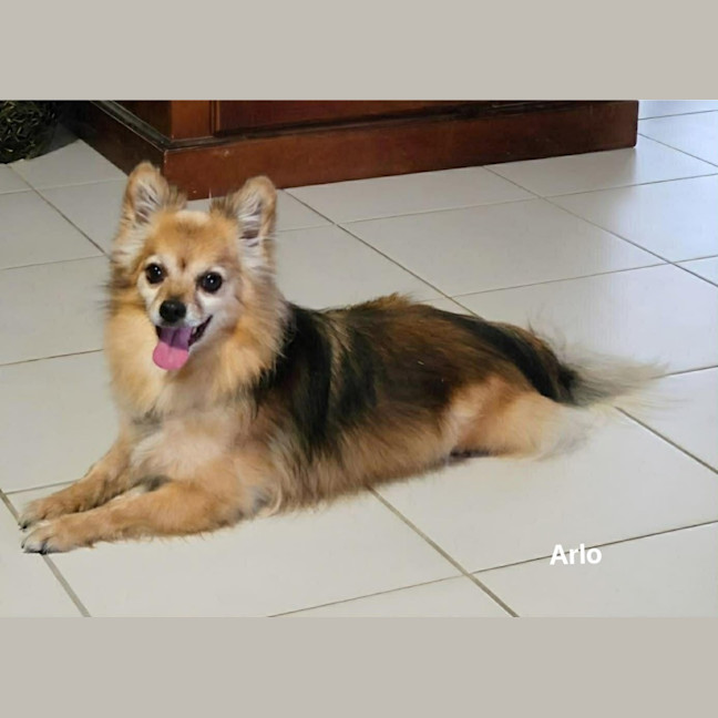 Photo of Arlo