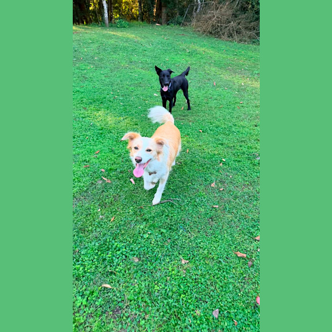 Photo of Willow