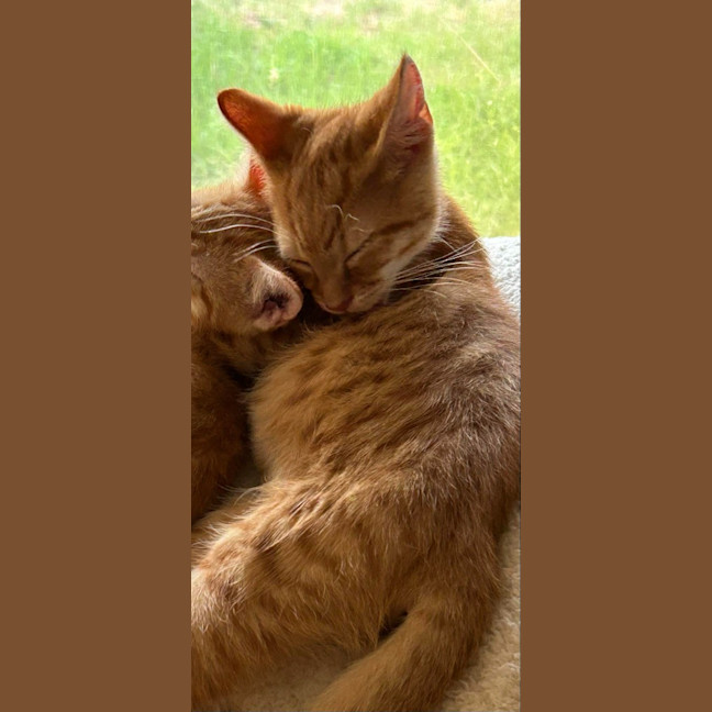 Photo of Dexter