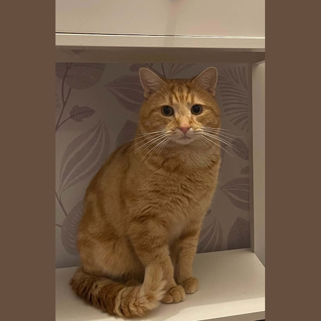 Photo of Dexter