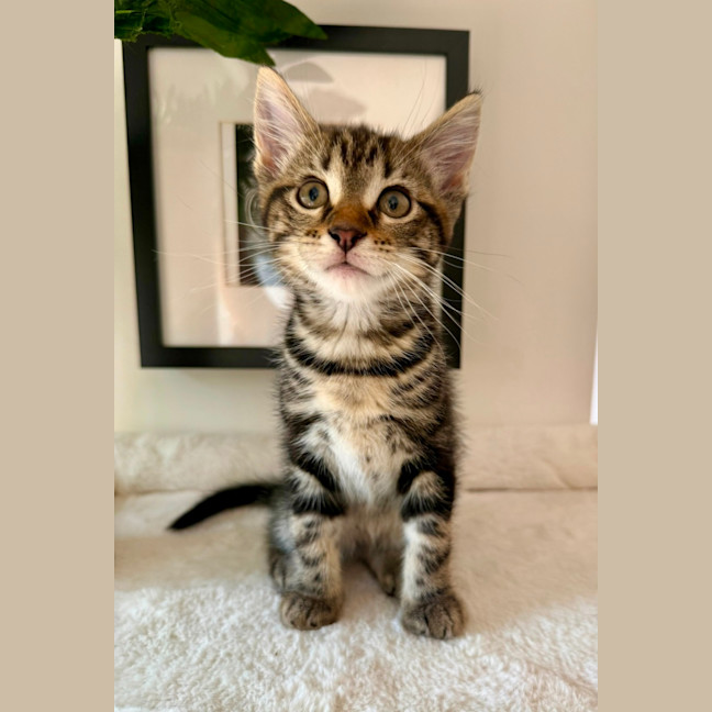 Photo of Stella