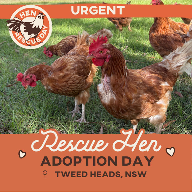 Photo of Adoption Day  Rescue Hens