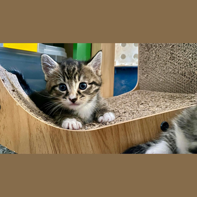 Photo of Yanni & Niko 