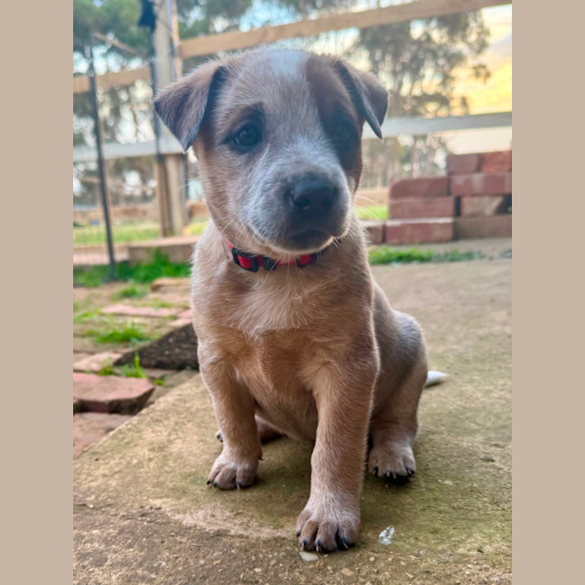 Photo of Tango 
