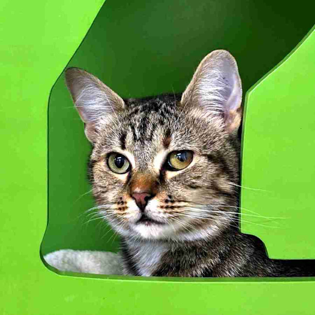 Photo of Cinnamon Stk014276