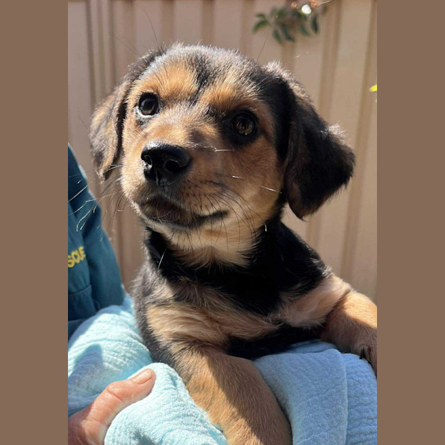 Photo of Taco