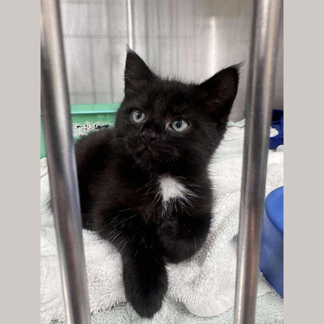 Photo of Kronk   Located In Ashwood