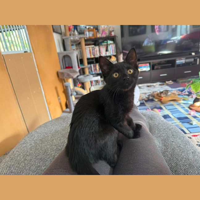 Photo of Luna**2nd Chance Cat Rescue**