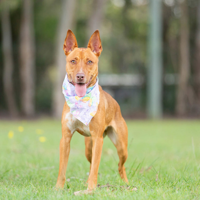 Photo of Nova