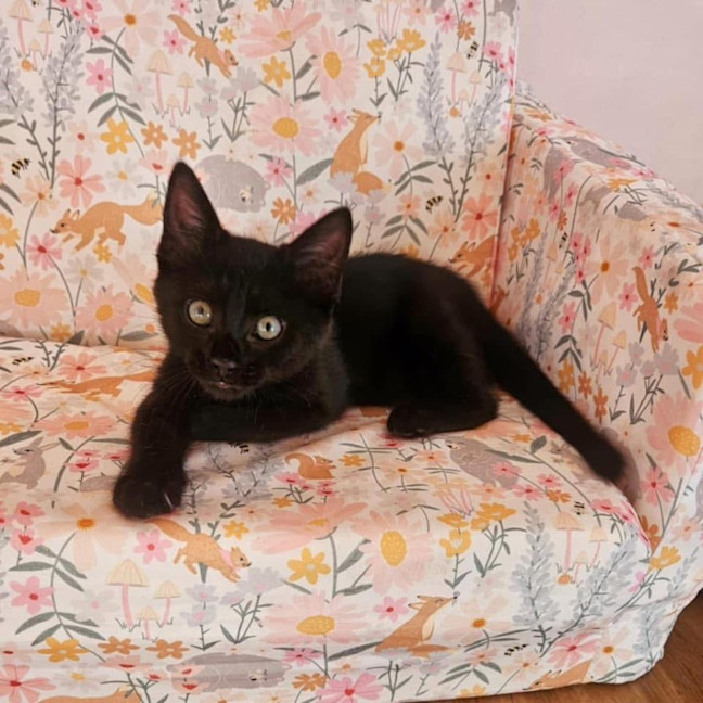 Photo of 11636   Aggie