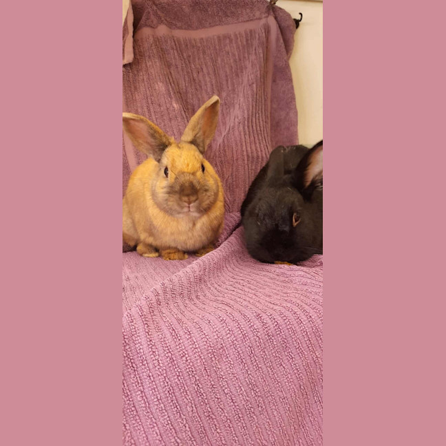 Photo of Coco & Cinnamon