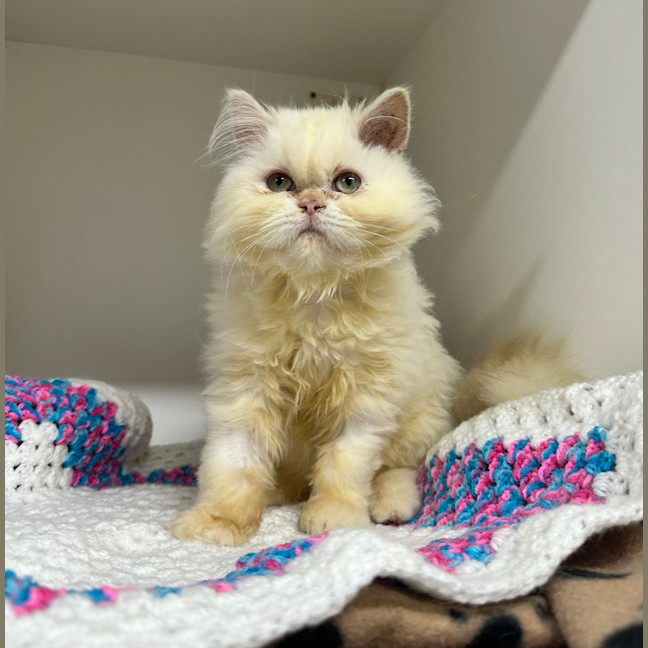 Photo of Gemini (Mello)
