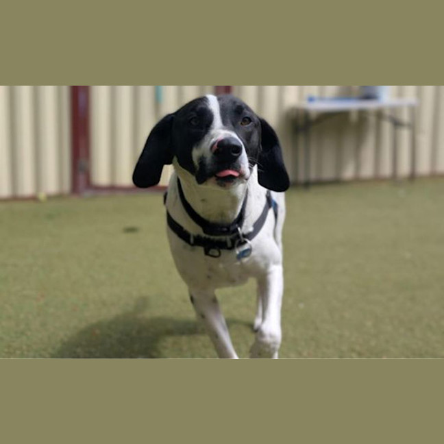 Photo of Bluey