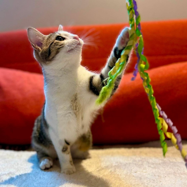 Photo of Suki   In Foster Care In Brunswick East