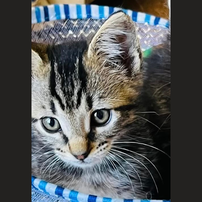 Photo of Tommy