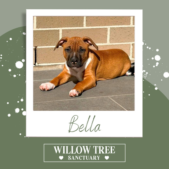 Photo of Bella